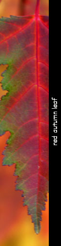 red leaf