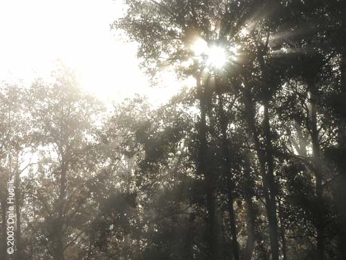 Foggy Landscape Photo