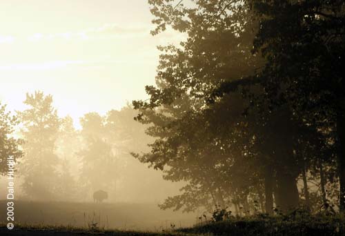 Foggy Landscape Photo