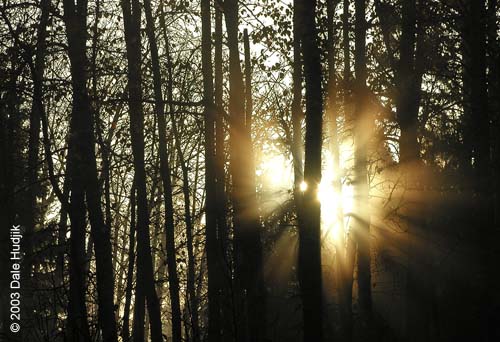 Foggy Landscape Photo