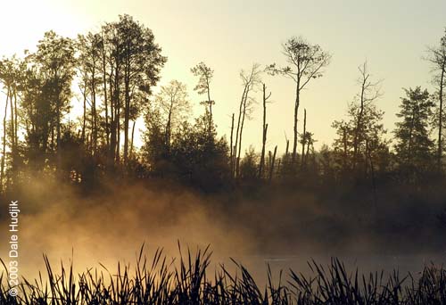 Foggy Landscape Photo