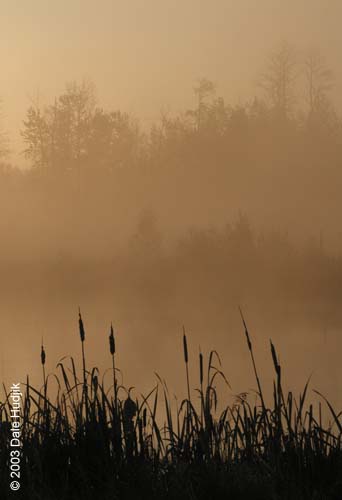 Foggy Landscape Photo