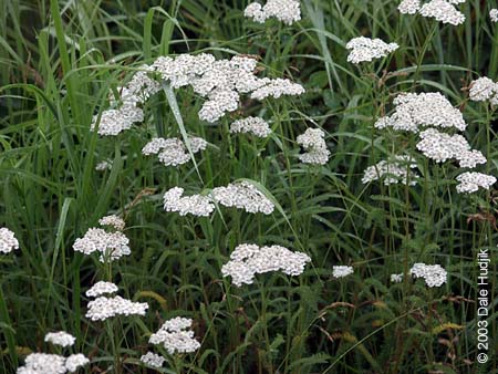 Achillea millefolium (Common Yarrow)