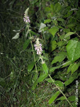 Agastache foeniculum (Giant Hyssop)