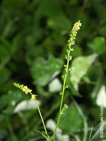 Agrimonia striata (Agrimony)