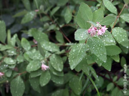 Apocynum androsaemifolium (Spreading Dogbane)