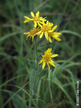 Arnica chamissonis (Meadow Arinca)