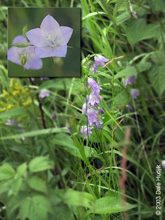 Campanula rotundifolia (Bluebell)