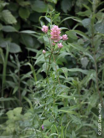 Castilleja miniata (Pink Indian Paintbrush)