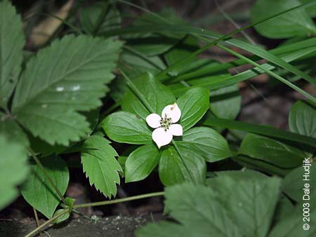 Cornus canadensis (Bunch Berry)