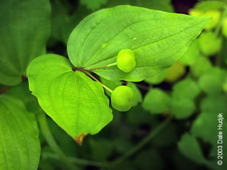 Disporum trachycarpum (Fairybells)