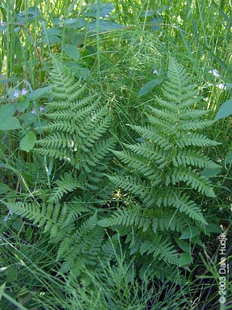 Dryopteris austriaca (Spiny Wood Fern)