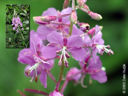 Epilobium angustifolium (Fireweed)