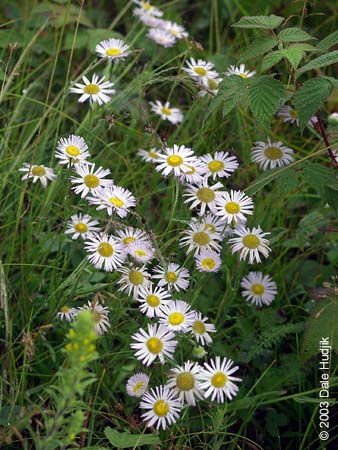 Erigeron glabellus (Smooth Fleabane)