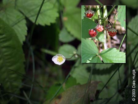 Fragaria virginiana (Wild Strawberry)