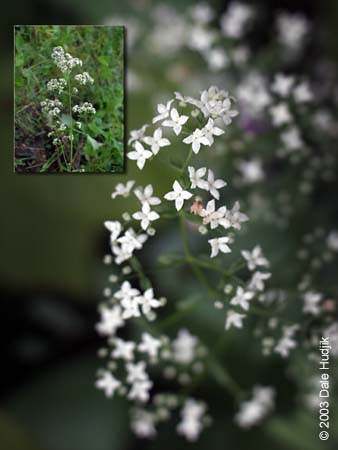 Galium boreale (Northern Bedstraw)