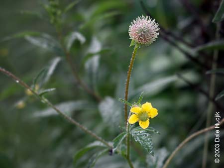 Geum aleppicum (Yellow Avens)