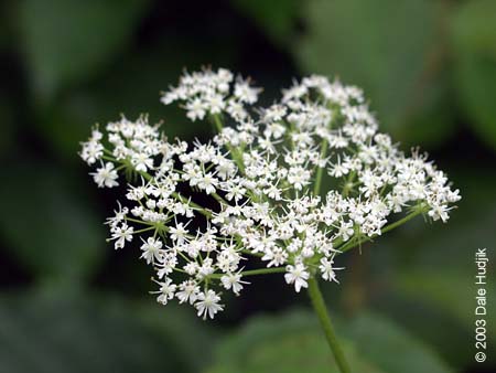 Heracleum lanatum (Cow Parsnip)