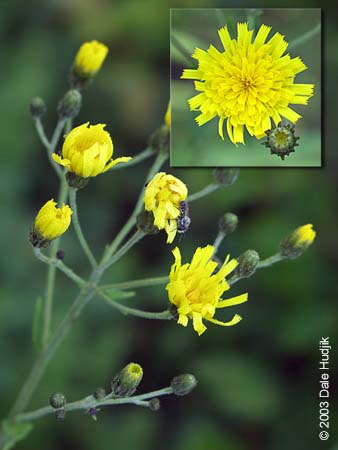 Hieracium umbellatum (Narrow-Leaved Hawkweed)