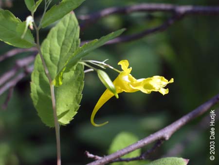 Impatiens capensis (Spotted Touch-Me-Not)