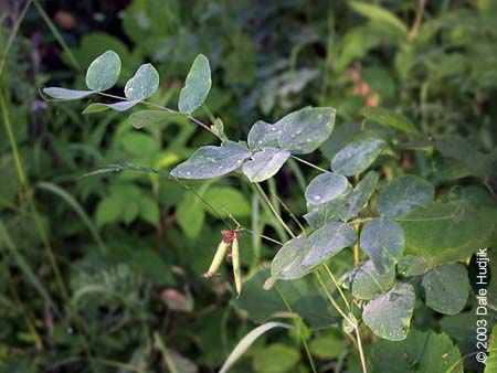 Lathyrus venosus (Purple Peavine)