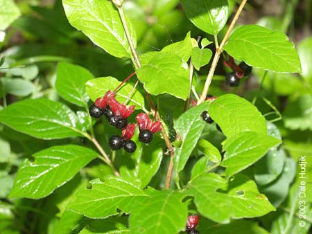 Lonicera involucrata (Black Twin Berry)