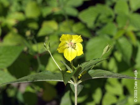 Lysimachia ciliata (Fringed Loosestrife)