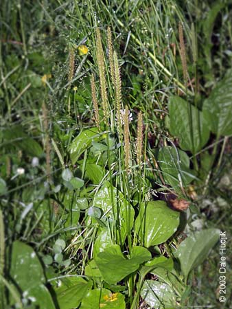 Plantago major (Common Plantain)