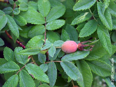 Rosa acicularis (Wild Rose)