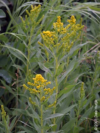 Solidago canadensis (Goldenrod)