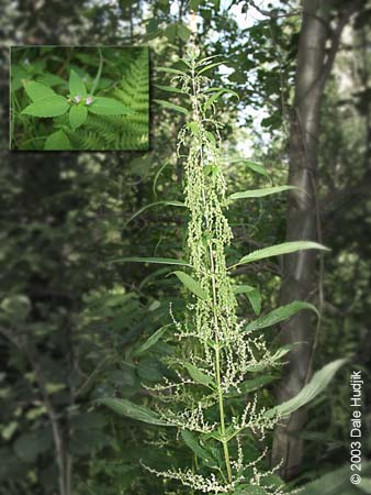 Urtica dioica (Stinging Nettle)