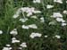 Common Yarrow