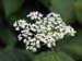 Cow Parsnip