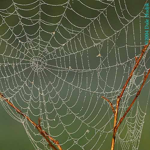 Spider Web