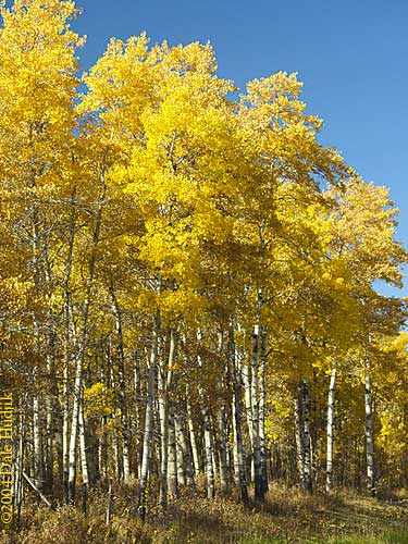 An Autumn Forest