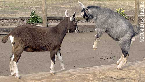 Goats Playing