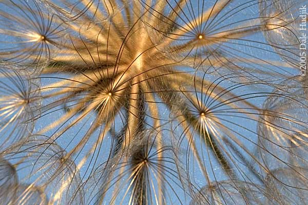 Goats Beard (Tragopogon dubius)