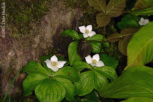 Bear Berry Flower