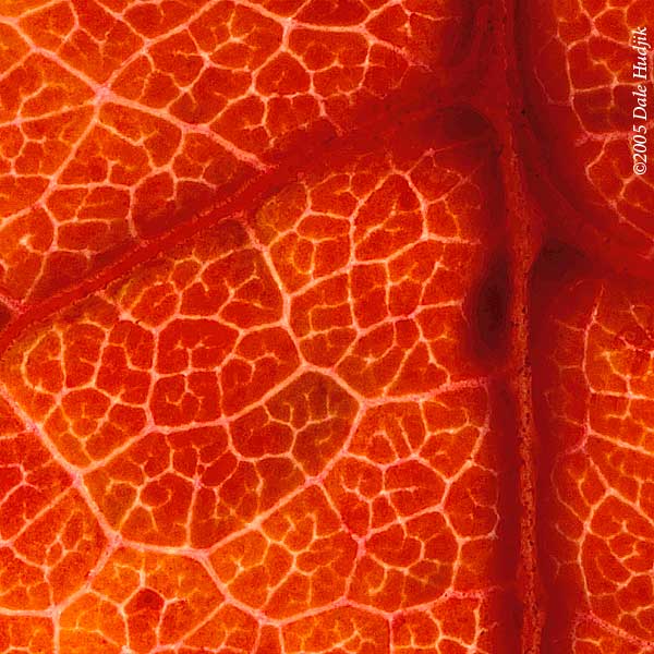 Veins of a Leaf