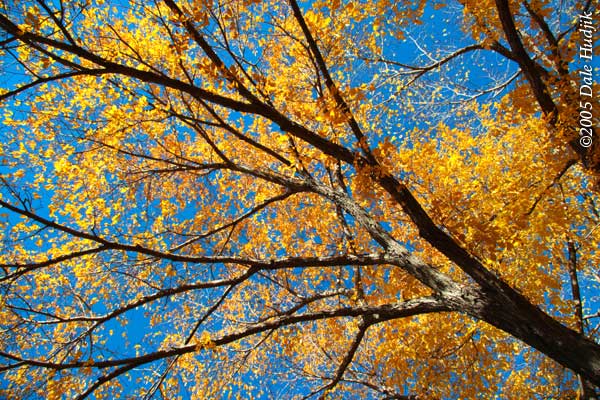 Branches of Autumn Trees