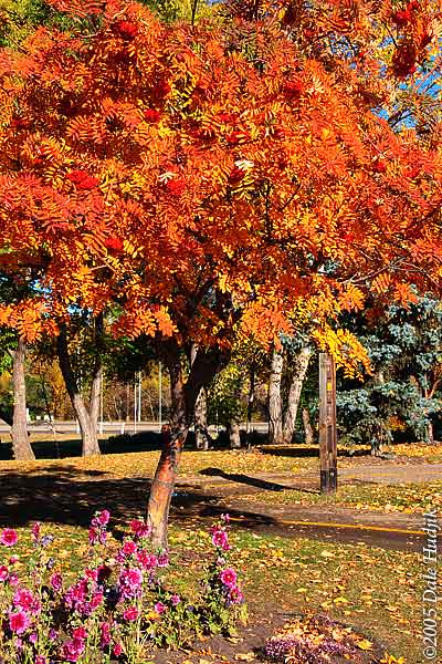 Mountain Ash Tree in Autumn