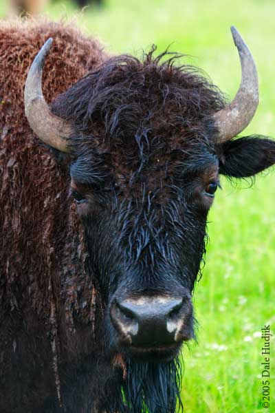 Worn Out Looking Bison