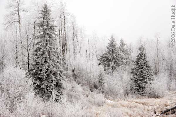 Frost on Trees