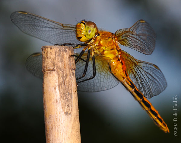 dragonfly