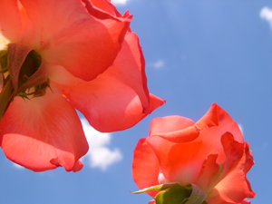 red flower