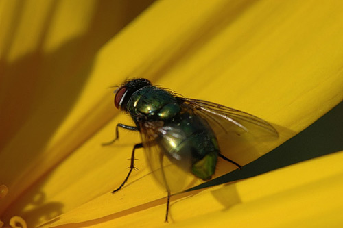 housefly