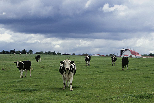 cows